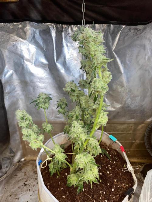 32% THC | -30 °C winter balcony indoor. Week 15