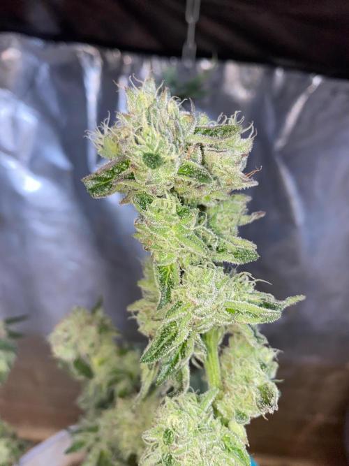 32% THC | -30 °C winter balcony indoor. Week 15