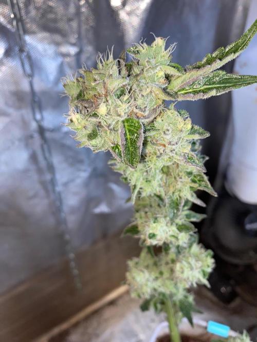 32% THC | -30 °C winter balcony indoor. Week 15