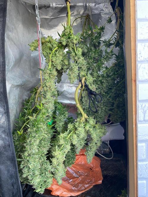 HPS. Week 15