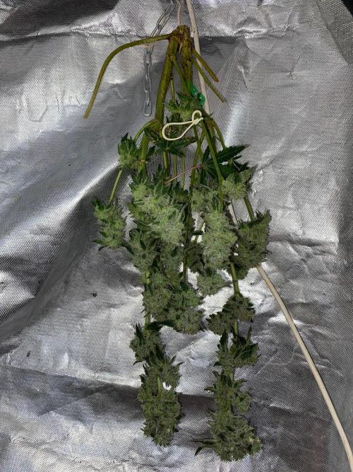 HPS. Week 15