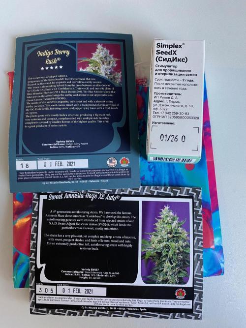 Sweet Seeds x Simplex germination test. Week 0