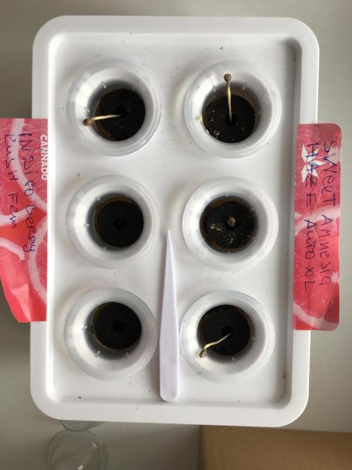 Sweet Seeds x Simplex germination test. Week 0 - D3