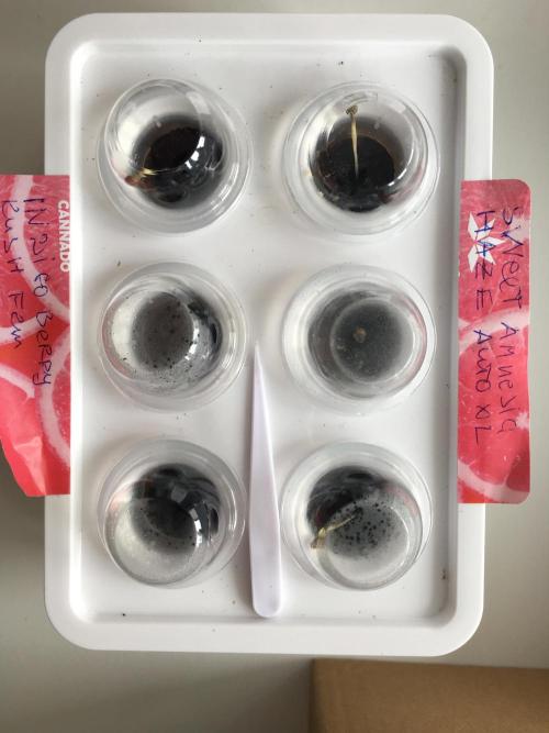 Sweet Seeds x Simplex germination test. Week 0