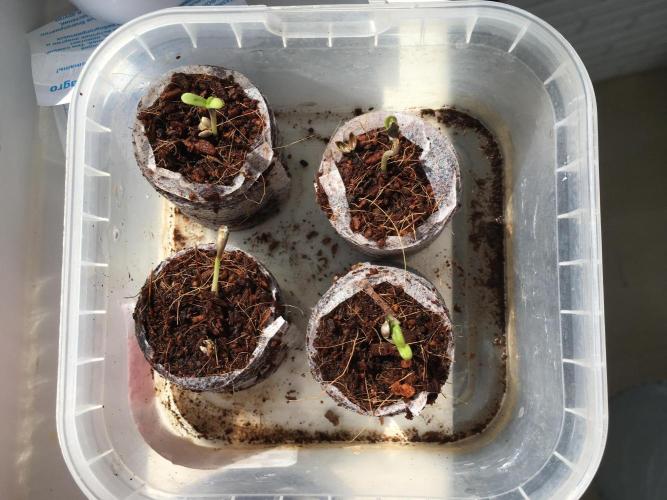 Sweet Seeds x Simplex germination test. Week 1 - D4