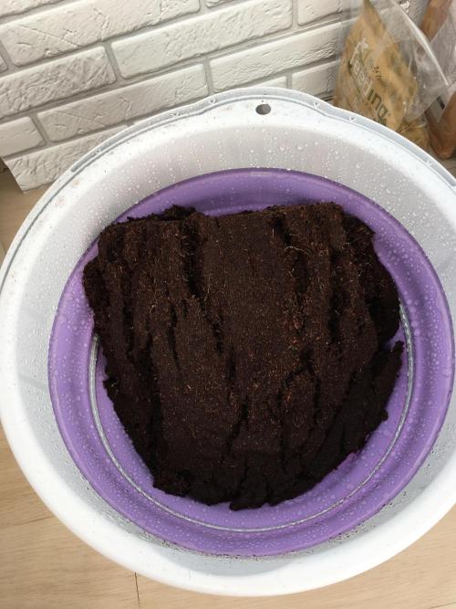 Sweet Seeds x Simplex germination test. Week 1