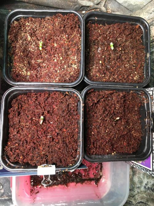Sweet Seeds x Simplex germination test. Week 1
