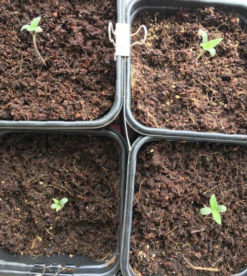 Sweet Seeds x Simplex germination test. Week 1 - D7