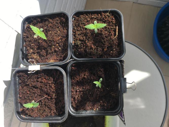 Sweet Seeds x Simplex germination test. Week 1 - D9