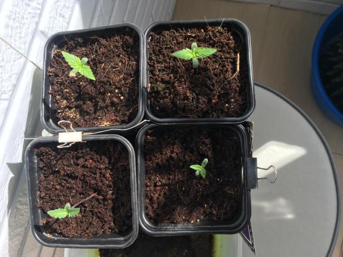 Sweet Seeds x Simplex germination test. Week 1