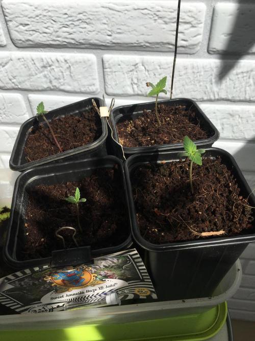 Sweet Seeds x Simplex germination test. Week 1