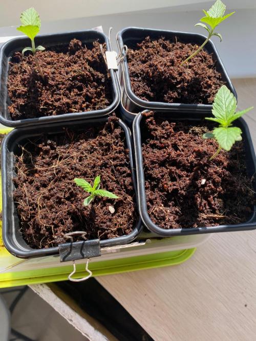 Sweet Seeds x Simplex germination test. Week 2 - D12W2