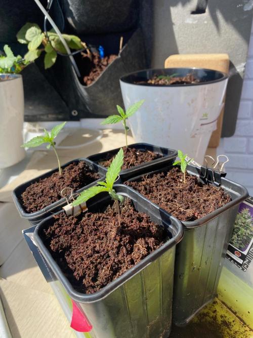 Sweet Seeds x Simplex germination test. Week 2