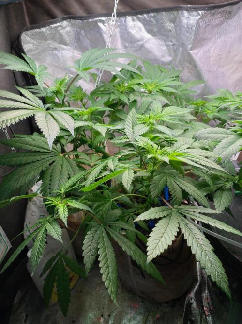 IZI AK47 Fem Indoor. Week 9