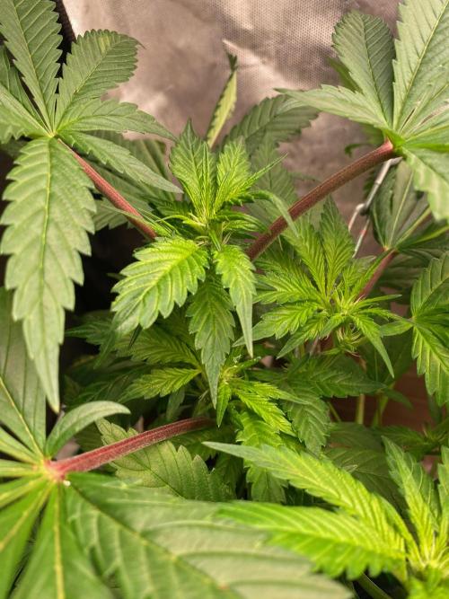 IZI AK47 Fem Indoor. Week 9
