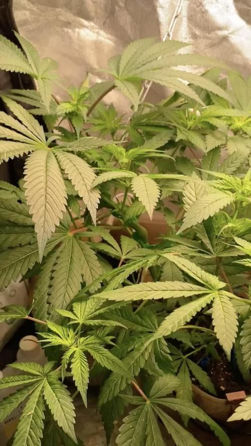 IZI AK47 Fem Indoor