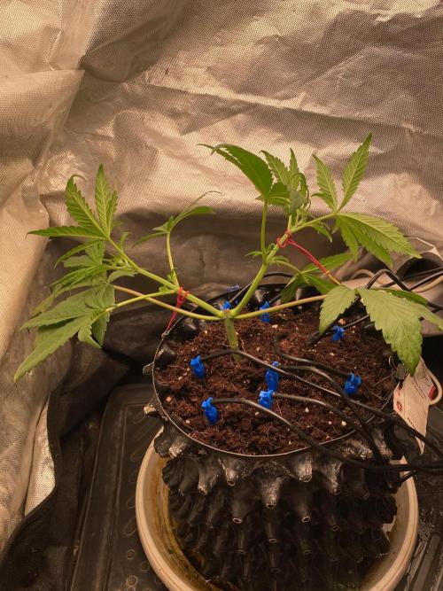BlackMamba #42 tester. Week 5