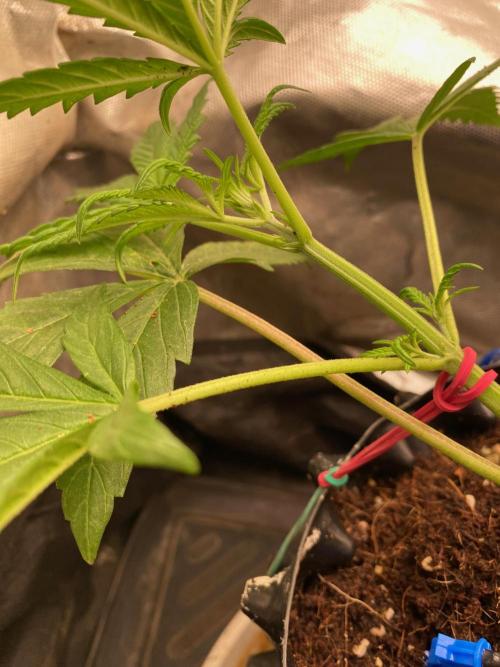 BlackMamba #42 tester. Week 5