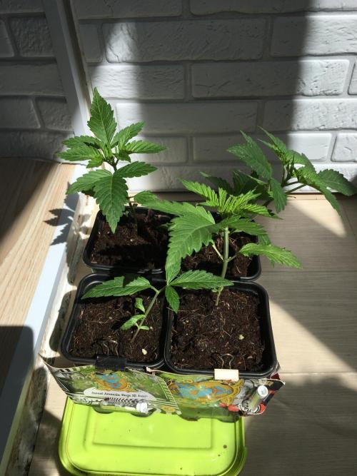 Sweet Seeds x Simplex germination test. Week 3