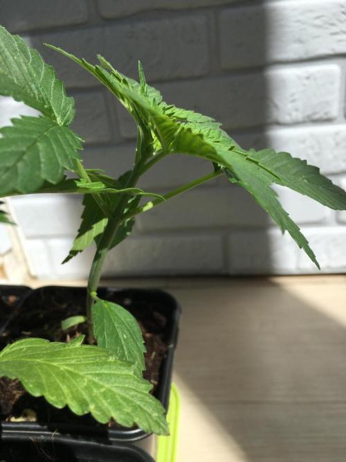 Sweet Seeds x Simplex germination test. Week 3