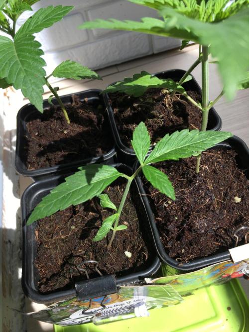 Sweet Seeds x Simplex germination test. Week 3