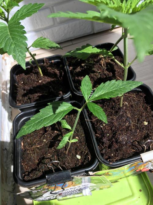 Sweet Seeds x Simplex germination test. Week 3