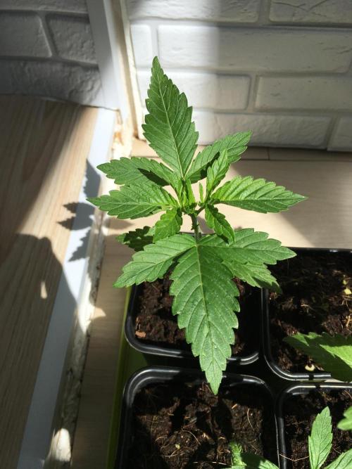 Sweet Seeds x Simplex germination test. Week 3