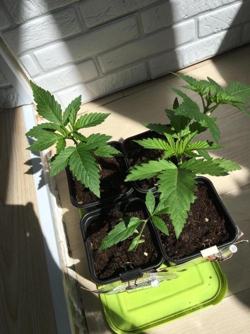 Sweet Seeds x Simplex germination test. Week 3