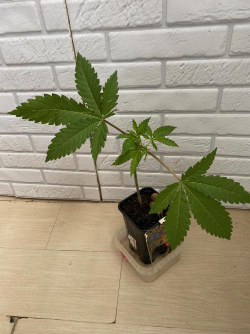Sweet Seeds x Simplex germination test. Week 5 - IB Kush under the sun