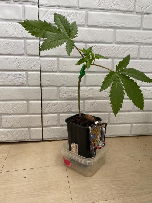 Sweet Seeds x Simplex germination test. Week 5