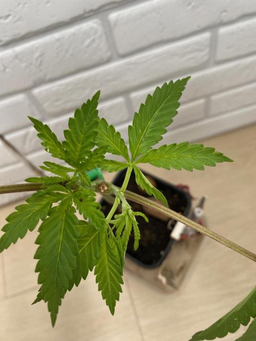 Sweet Seeds x Simplex germination test. Week 5