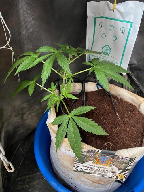 Sweet Seeds x Simplex germination test. Week 5 - Sweet Amnesia XL Auto