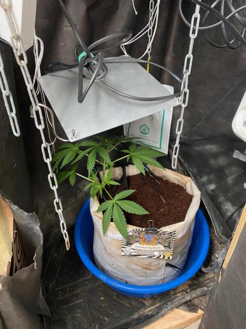 Sweet Seeds x Simplex germination test. Week 5 - Sweet Amnesia XL Auto