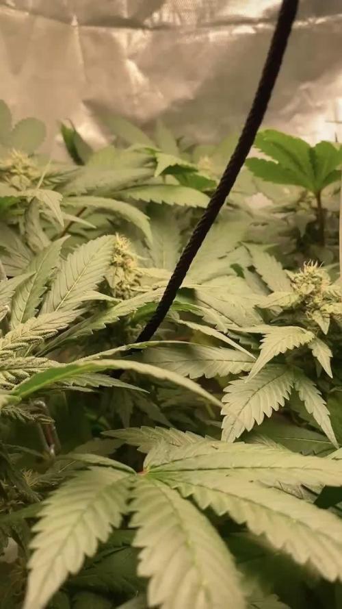 IZI AK47 Fem Indoor