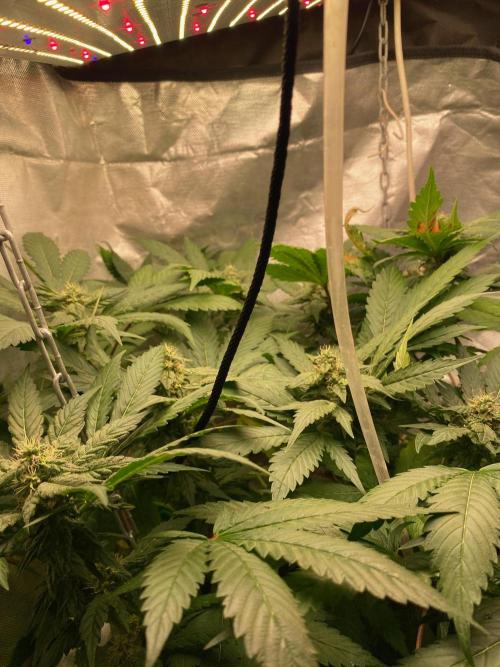 IZI AK47 Fem Indoor. Week 12