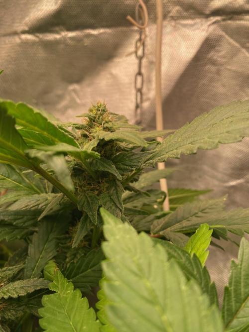 IZI AK47 Fem Indoor. Week 12