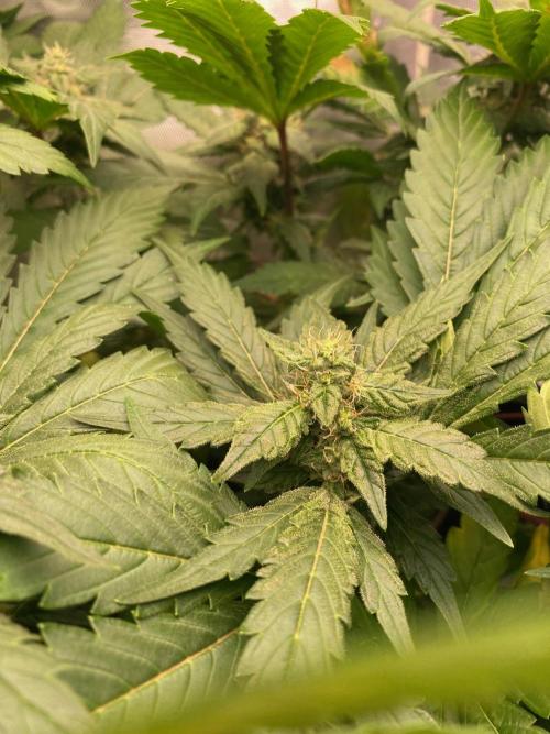 IZI AK47 Fem Indoor. Week 12