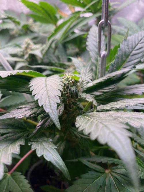 IZI AK47 Fem Indoor. Week 12