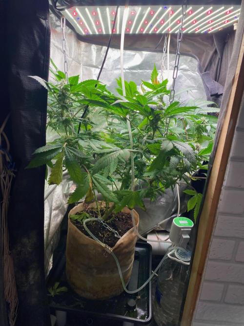Ak 47 Ultra. Week 12