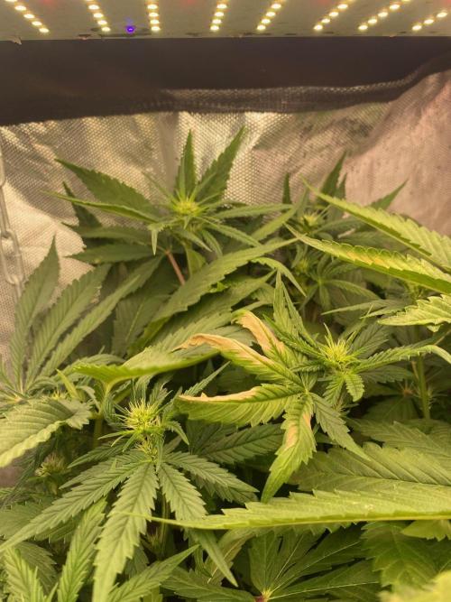 BlackMamba #42 tester. Week 8