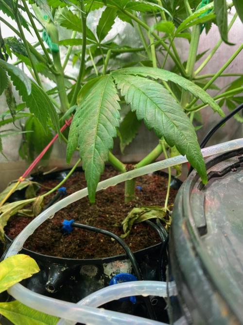BlackMamba #42 tester. Week 8