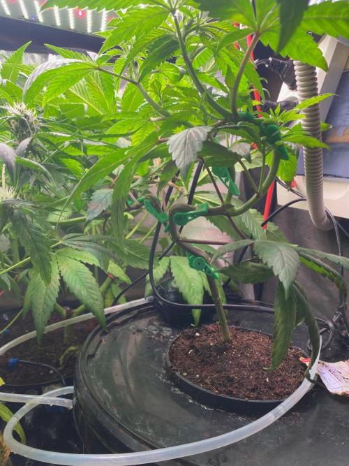 BlackMamba #42 tester. Week 8