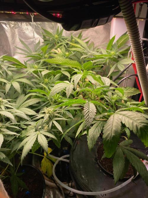 BlackMamba #42 tester. Week 8
