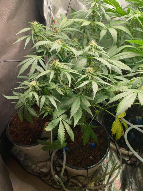 BlackMamba #42 tester. Week 8