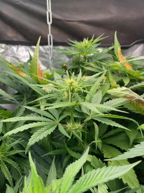BlackMamba #42 tester. Week 9 - First