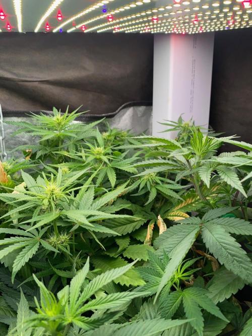 BlackMamba #42 tester. Week 9