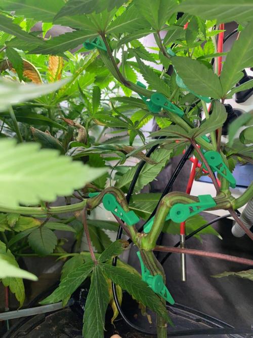 BlackMamba #42 tester. Week 9 - Second - LST