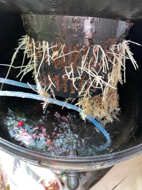 BlackMamba #42 tester. Week 9 - Second DWC roots