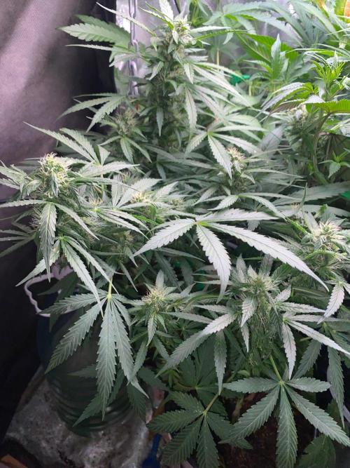 BlackMamba #42 tester. Week 9 - Chronic Ryder BX auto - thanks for that bonus