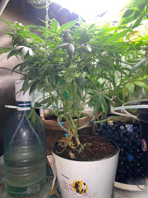BlackMamba #42 tester. Week 9